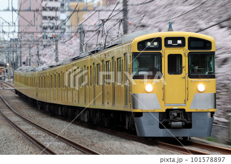 桜並木と西武新宿線2000系（各停-8両編成：西武新宿⇔田無） 101578897