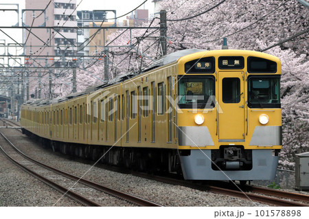 桜並木と西武新宿線2000系（各停-8両編成：西武新宿⇔田無） 101578898