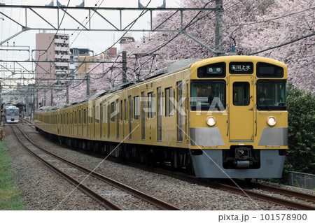 桜並木と西武拝島線2000系(各停:8両編成) 桜並木と西武拝島線2000系(各停:8両編成) 101578900