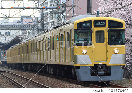 桜並木と西武拝島線2000系（各停-8両編成） 101578902