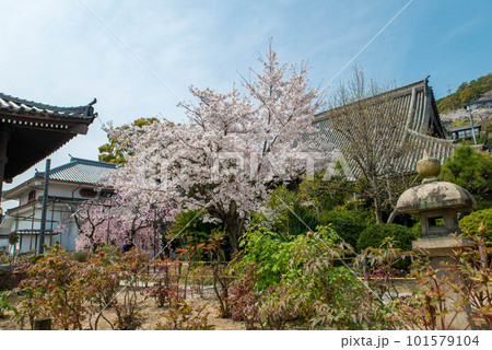 尾道市の清浄山光明寺の桜 101579104