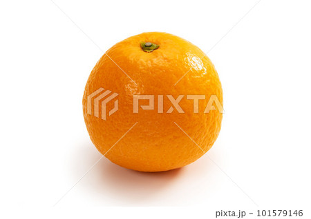 ジューシーな柑橘類、清見オレンジ 101579146