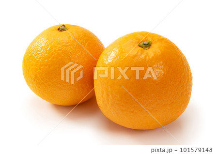 ジューシーな柑橘類、清見オレンジ 101579148