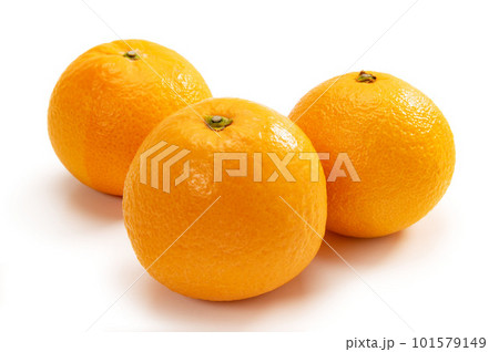 ジューシーな柑橘類、清見オレンジ 101579149