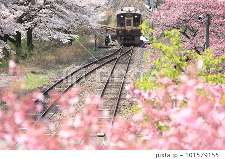 わたらせ渓谷鐵道「満開の桜咲く水沼駅から見た風景」 わたらせ渓谷鐵道「満開の桜咲く水沼駅から見た風景」 101579155