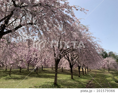 満開の桜の木が並ぶ風景 101579366