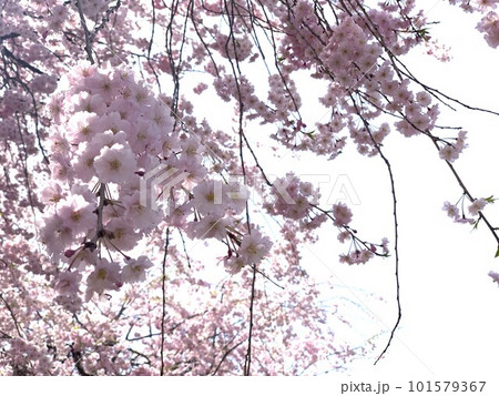 見上げた桜 見上げた桜 101579367