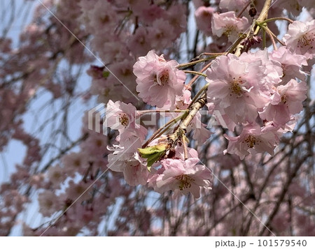 春の近隣公園に咲いた八重桜 101579540