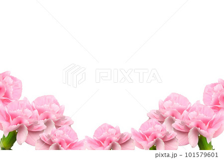 ピンク色のカーネーションの花束と白い背景のフレーム素材 ピンク色のカーネーションの花束と白い背景のフレーム素材 101579601