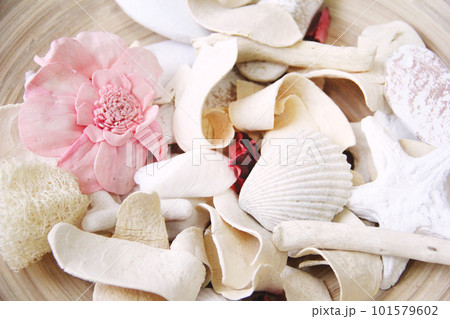 おしゃれなナチュラルスタイルの貝殻のイメージ素材 おしゃれなナチュラルスタイルの貝殻のイメージ素材 101579602