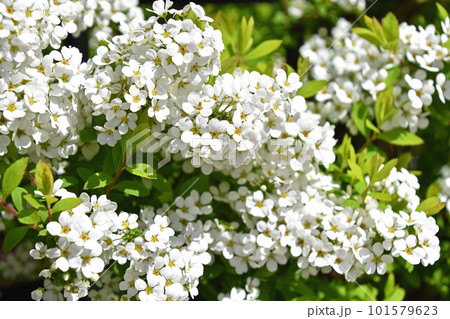 まぶしく輝くユキヤナギの白い小花 まぶしく輝くユキヤナギの白い小花 101579623