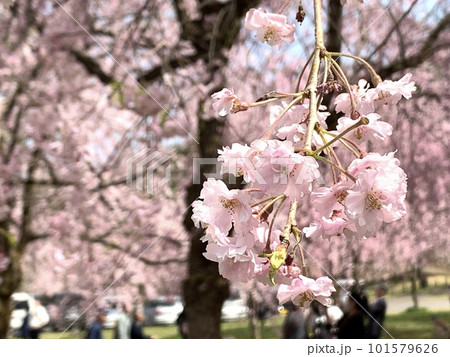 桜のある公園 101579626