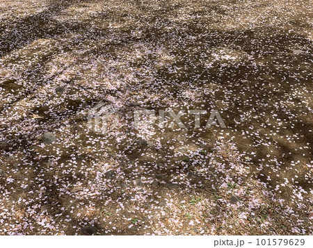 地面に落ちた桜の花びら 地面に落ちた桜の花びら 101579629