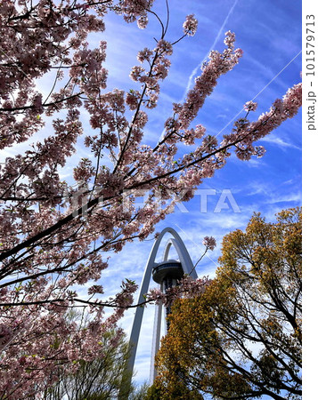 春の日差しを浴びるコヒガン桜とタワー 101579713