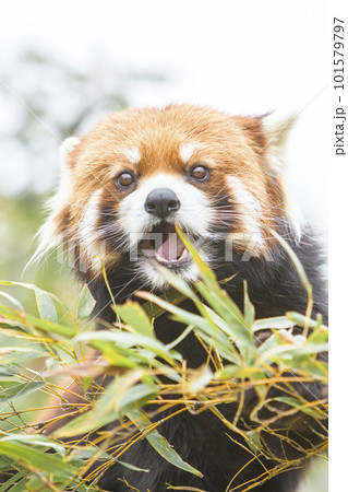 笹を食べるレッサーパンダ 101579797
