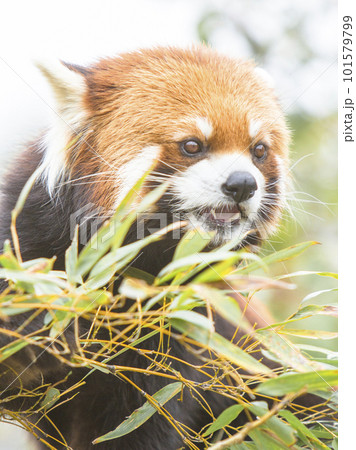 笹を食べるレッサーパンダ 笹を食べるレッサーパンダ 101579799
