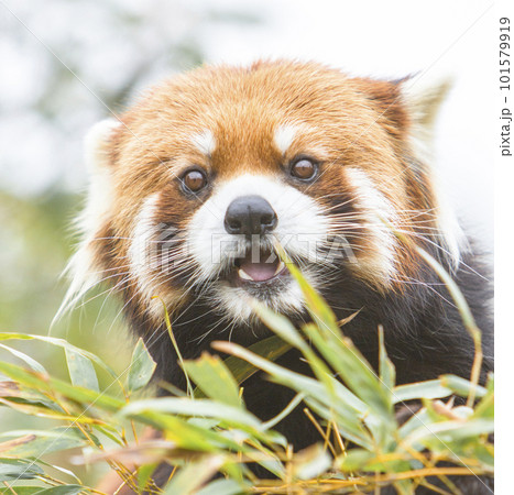 かわいいレッサーパンダ 101579919