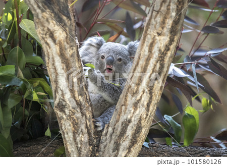 かわいいコアラの赤ちゃん かわいいコアラの赤ちゃん 101580126