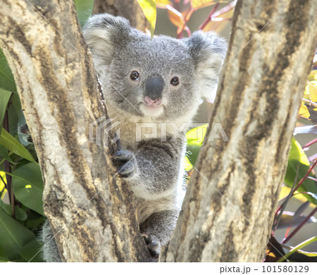 かわいいコアラの赤ちゃん 101580129