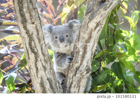 かわいいコアラの赤ちゃん 101580131