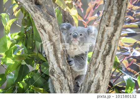 かわいいコアラの赤ちゃん 101580132
