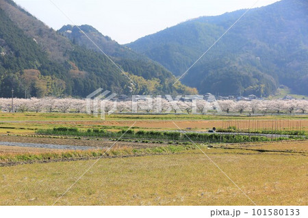 たおこし 101580133