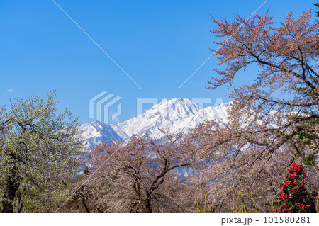 松ヶ峯の桜と残雪の妙高山 新潟県上越市の桜の名所 松ヶ峯の桜と残雪の妙高山 新潟県上越市の桜の名所 101580281