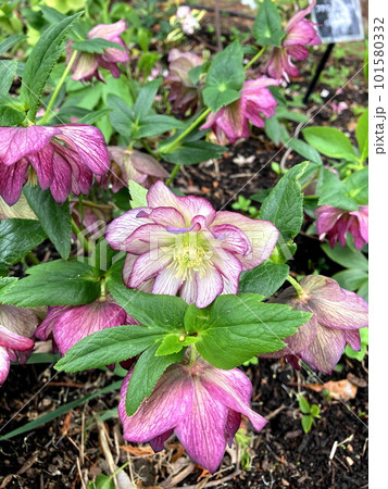 春の公園に咲くクリスマスローズ 101580332