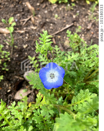 春の公園に咲くネモフィラ 101580333