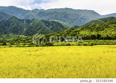 A large area of rice fields with mountains background under the blue sky in Hualien, Taiwan. A large area of rice fields with mountains background under the blue sky in Hualien, Taiwan. 101580390