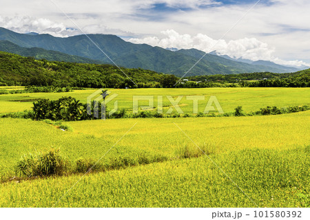 A large area of rice fields with mountains background under the blue sky in Hualien, Taiwan. A large area of rice fields with mountains background under the blue sky in Hualien, Taiwan. 101580392