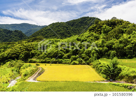 A large area of rice fields with mountains background under the blue sky in Hualien, Taiwan. A large area of rice fields with mountains background under the blue sky in Hualien, Taiwan. 101580396