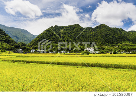 A large area of rice fields with mountains background under the blue sky in Hualien, Taiwan. A large area of rice fields with mountains background under the blue sky in Hualien, Taiwan. 101580397