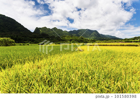 A large area of rice fields with mountains background under the blue sky in Hualien, Taiwan. A large area of rice fields with mountains background under the blue sky in Hualien, Taiwan. 101580398