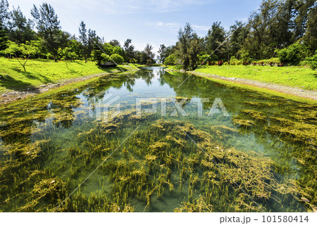 Beautiful view of Pipa Lake at Taitung Forest Park in Taiwan. The scenic Pipa Lake is a habitat of aquatic animals and plants. Beautiful view of Pipa Lake at Taitung Forest Park in Taiwan. The scenic Pipa Lake is a habitat of aquatic animals and plants. 101580414