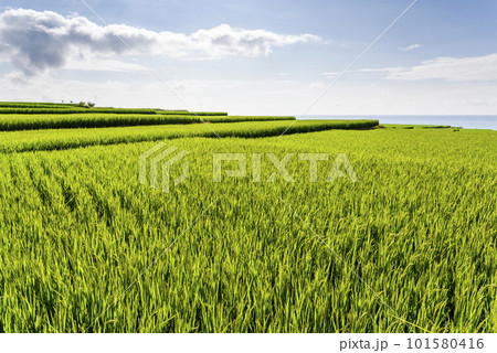 View of the large paddy fields in Xinshe Rice Terraces, Hualien, Taiwan. View of the large paddy fields in Xinshe Rice Terraces, Hualien, Taiwan. 101580416
