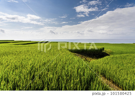 View of the large paddy fields in Xinshe Rice Terraces, Hualien, Taiwan. View of the large paddy fields in Xinshe Rice Terraces, Hualien, Taiwan. 101580425