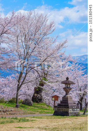 飯山城址公園の桜　長野県飯山市の桜の名所 101580445