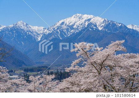 信州の春　桜と残雪の北アルプス　長野県信濃大町 101580614