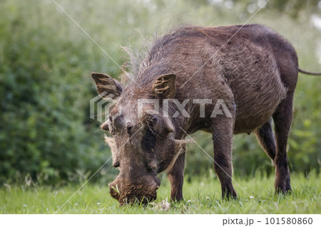 Common warthog in Kruger National park, South Africa Common warthog in Kruger National park, South Africa 101580860