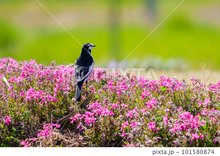 ハクセキレイと芝桜 可愛い野鳥 ハクセキレイと芝桜 可愛い野鳥 101580874