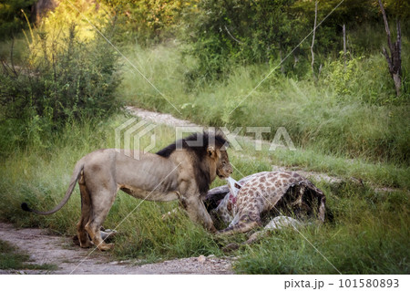 African lion in Kruger National park, South Africa 101580893