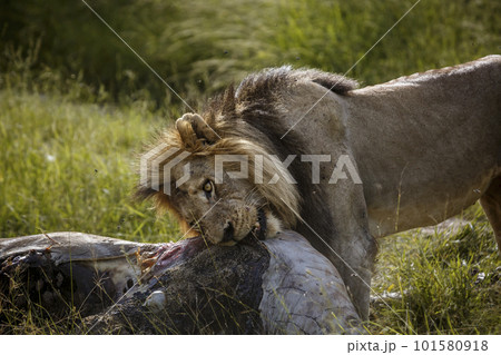 African lion in Kruger National park, South Africa 101580918