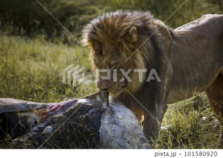 African lion in Kruger National park, South Africa 101580920