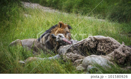 African lion in Kruger National park, South Africa African lion in Kruger National park, South Africa 101580926