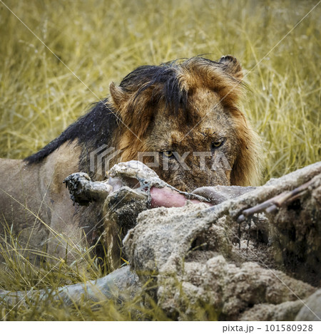 African lion in Kruger National park, South Africa 101580928
