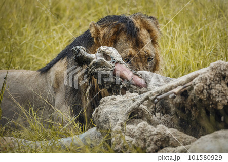 African lion in Kruger National park, South Africa African lion in Kruger National park, South Africa 101580929