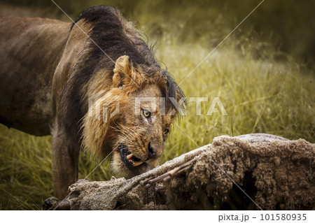 African lion in Kruger National park, South Africa 101580935