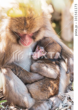 おっぱいをのむ猿の画像 おっぱいをのむ猿の画像 101581173