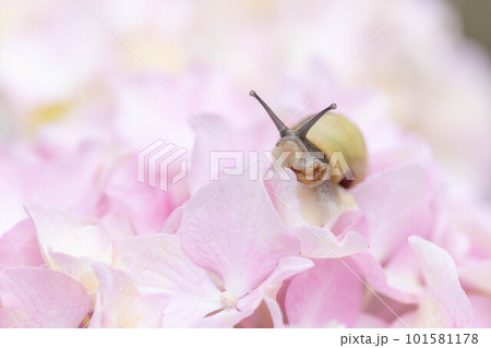 紫陽花の上にいるカタツムリ 紫陽花の上にいるカタツムリ 101581178